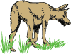 Ugly Coyote